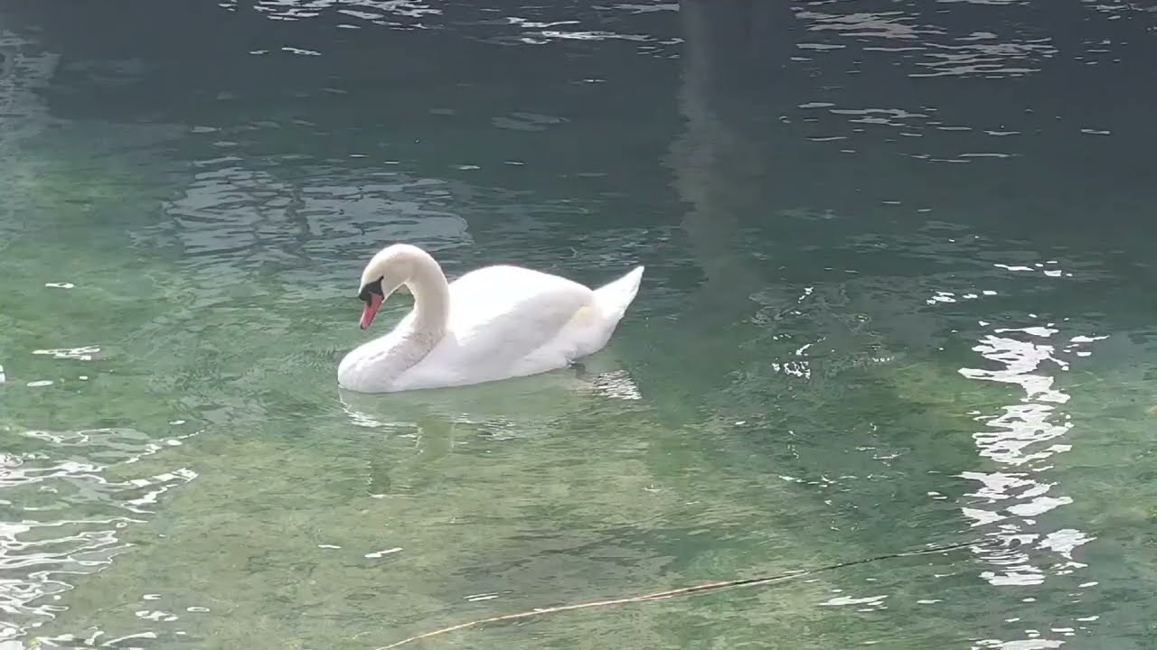 Beautiful Luzern city in Switzerland 🇨🇭🏔🦢