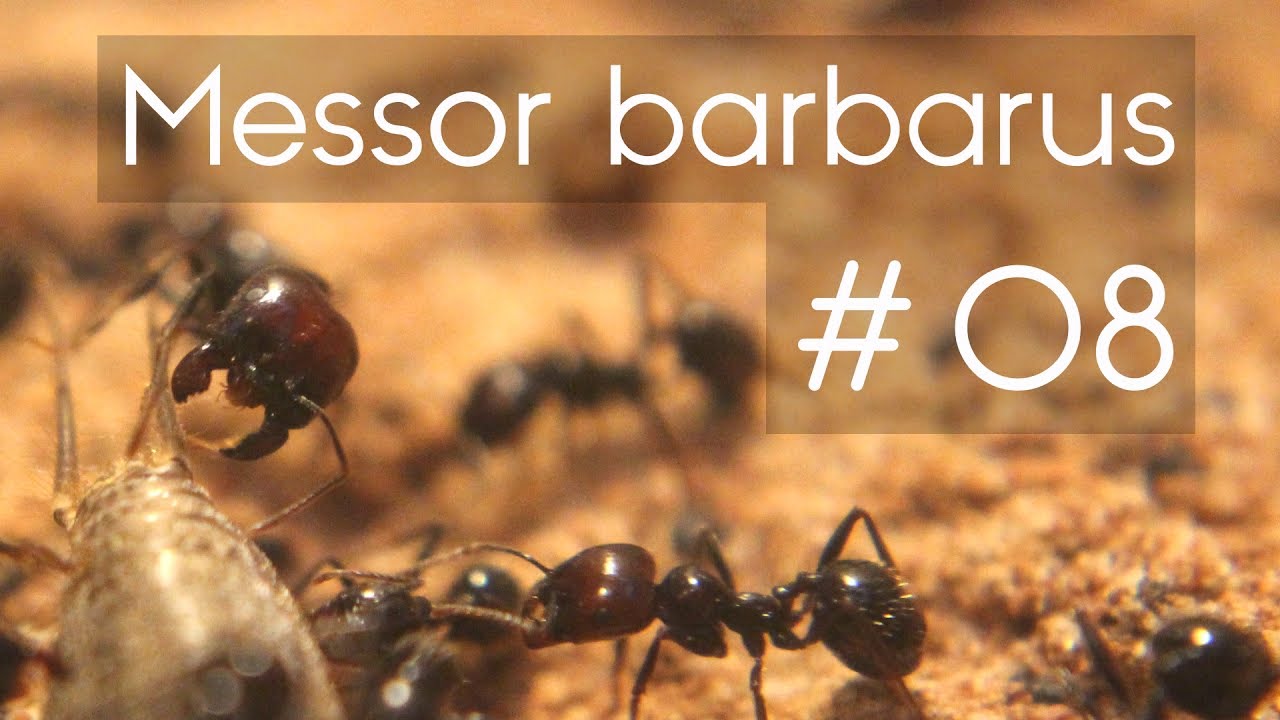 Messor barbarus - 08 - Feeding the Colony