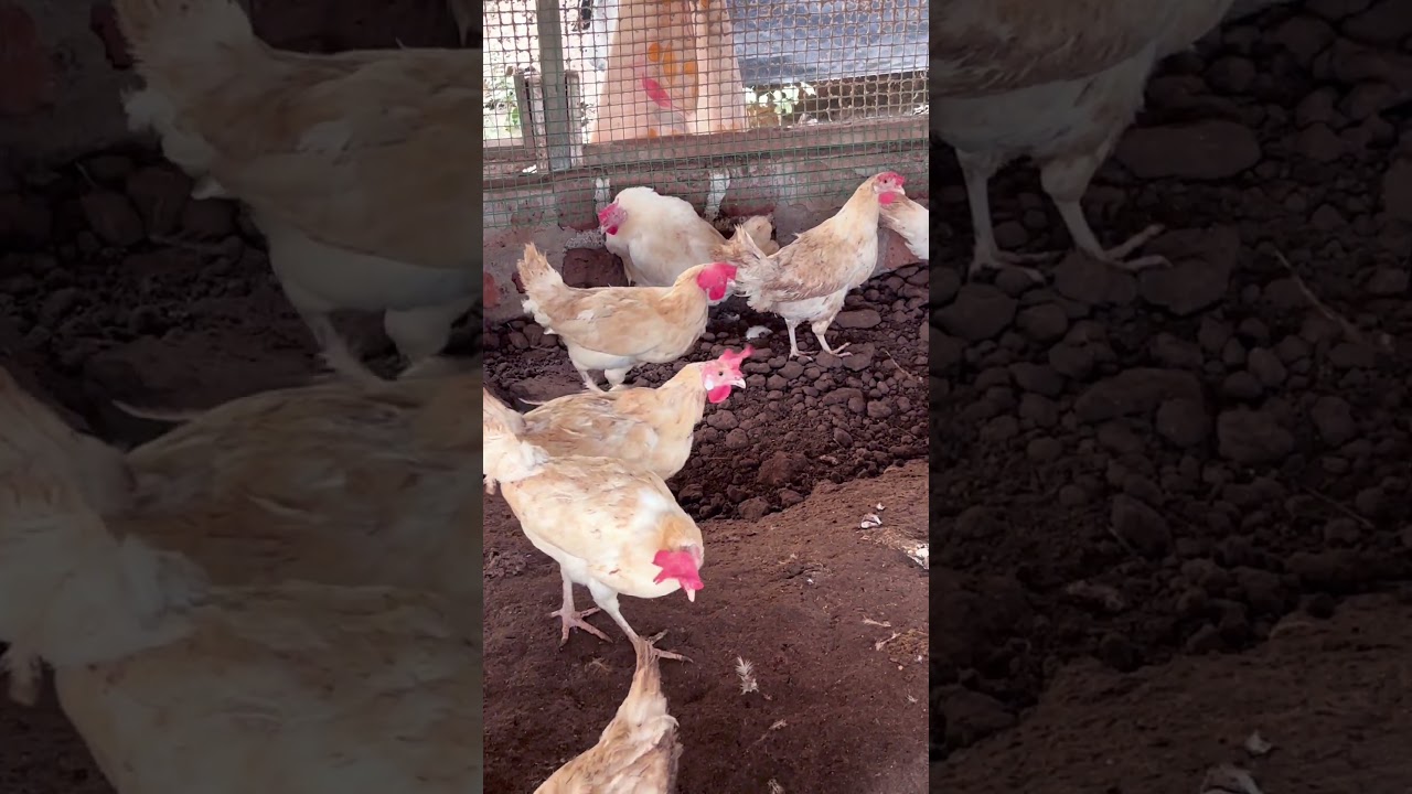 How does a hen lay egg? #HenEgg #ChickenEgg #HowEggsAreMade #PoultryFarming #educationalvideo