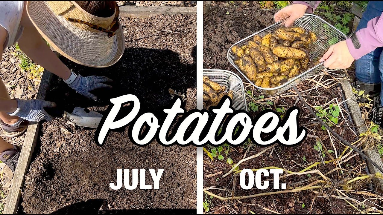 Can you plant Potatoes in July?