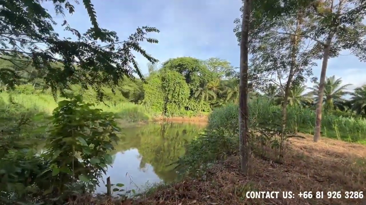 43 rai rubber and palm plantation for sale Thung Maphrao, Phang-nga