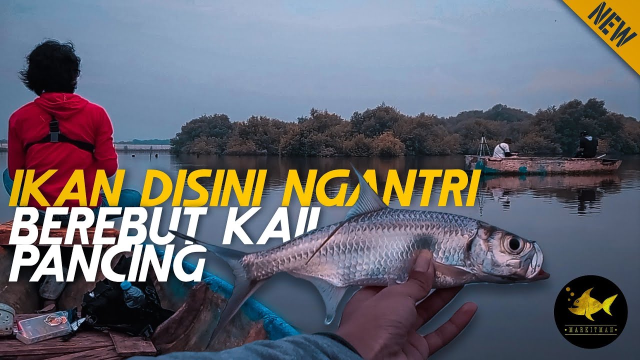 Amazing..‼️ Mancing di mangrove PIK pakai perahu ikannya pada kelaparan