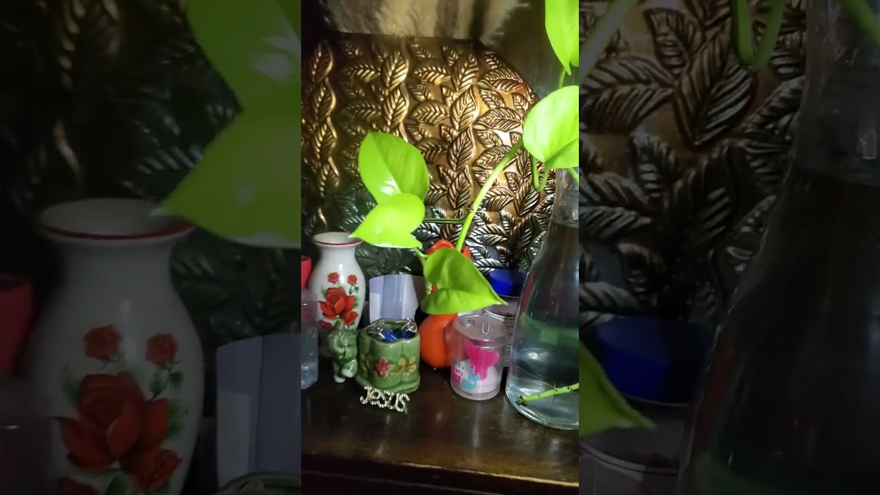 Is my short little video my banana water I feed my plants and they healthy