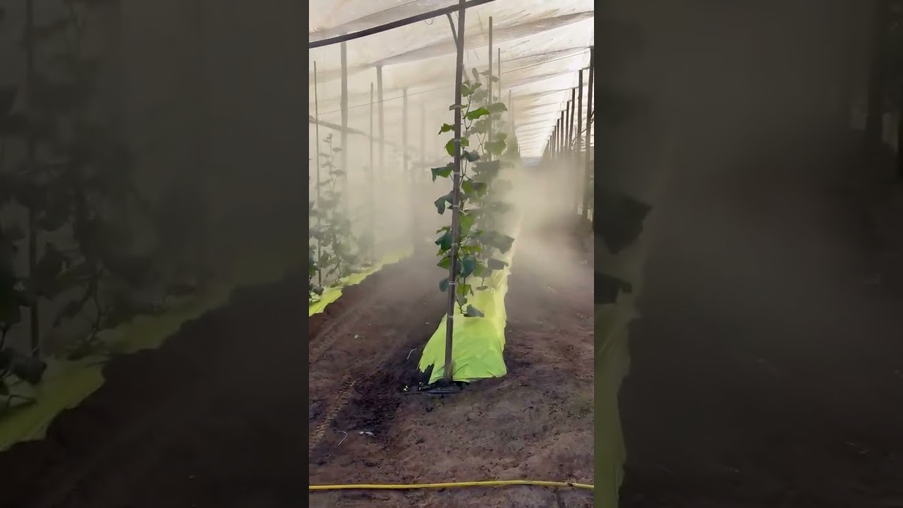 Micro trator sulfatando estufa, o agro n&atilde;o para