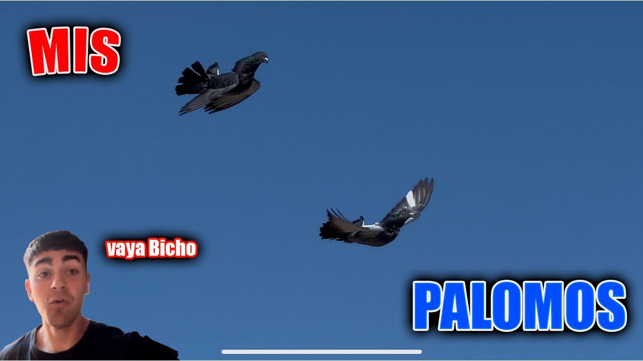 Mis Palomos De Clase 2025