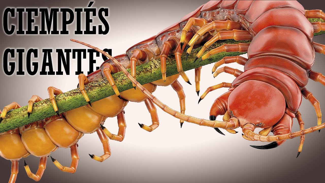 Ciempi&eacute;s gigantes - Reportes - Criptozoolog&iacute;a
