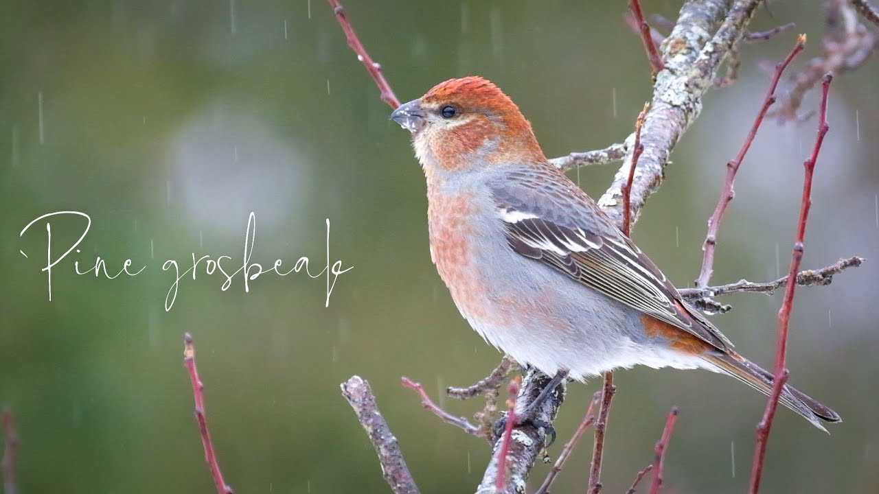 Heavy rain bird photography: Witness the mesmerizing beauty of Pine Grosbeaks