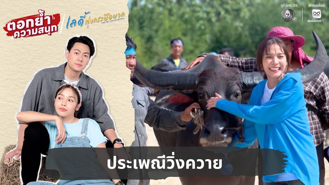 ประเพณีวิ่งควาย | ตอกย้ำความสนุก เลดี้ทุ่งกระบือบาล EP.2