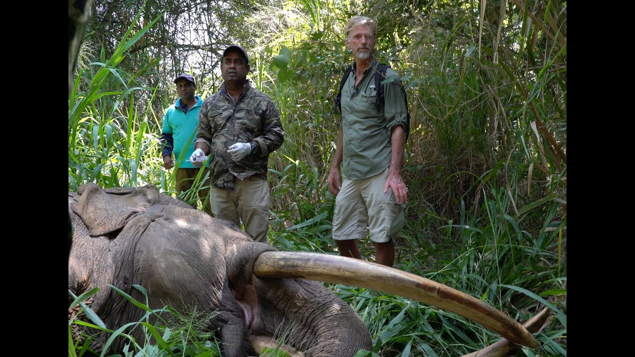 Rescuing Mahasen Great Tusker Elephant of Sri Lanka