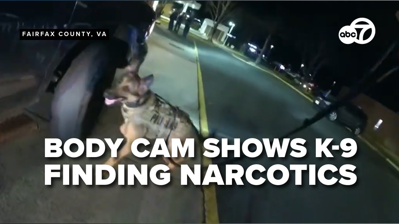 BODY CAM: Alexandria man found with narcotics, firearms after Fairfax K9 search