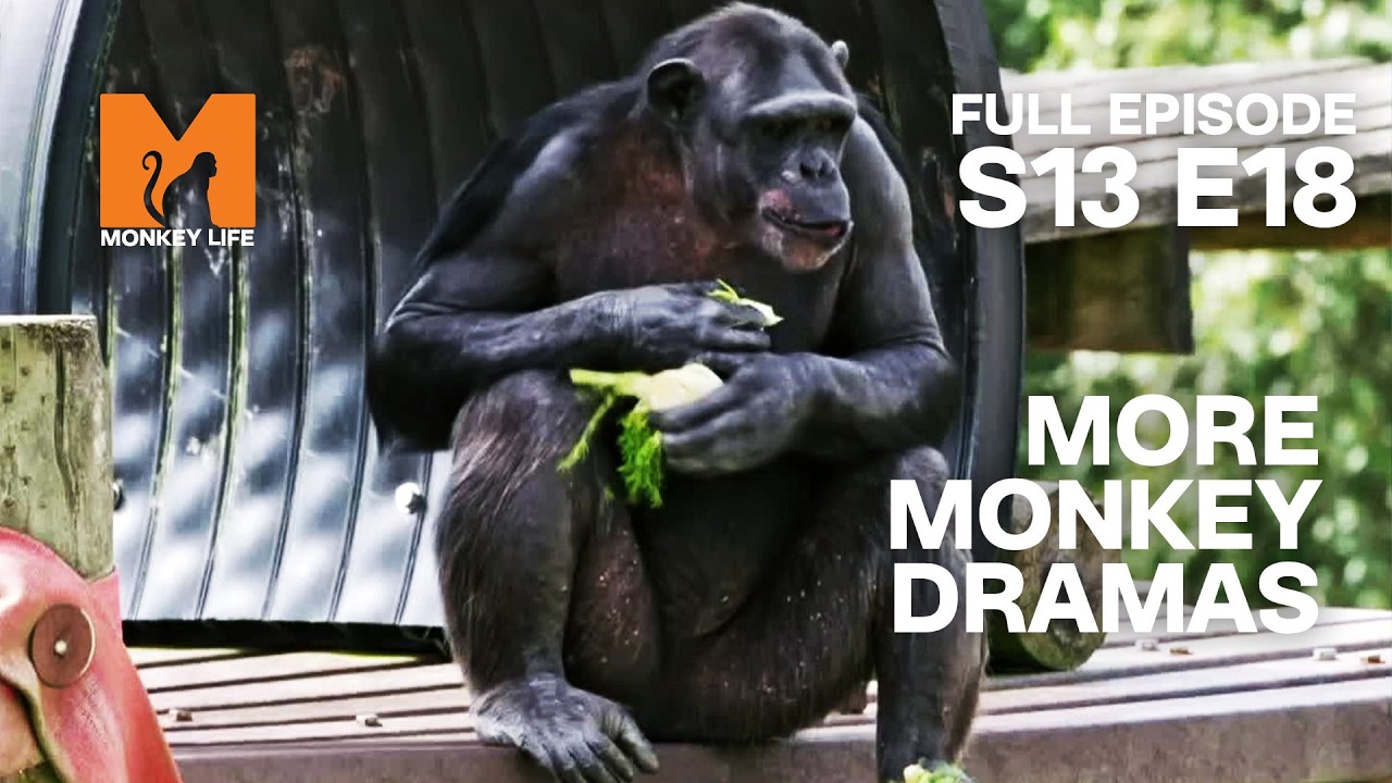 Gibbon Gadgets, Monkey Drama & a Surprise Baby! | Monkey Life Season 13 EP 18 | Monkey Life