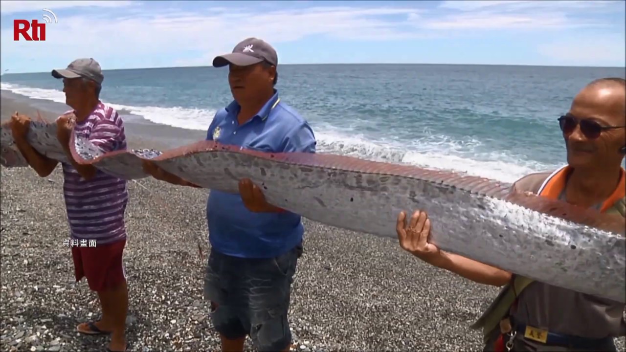 Erdbebenfische in Südosttaiwan aufgetaucht