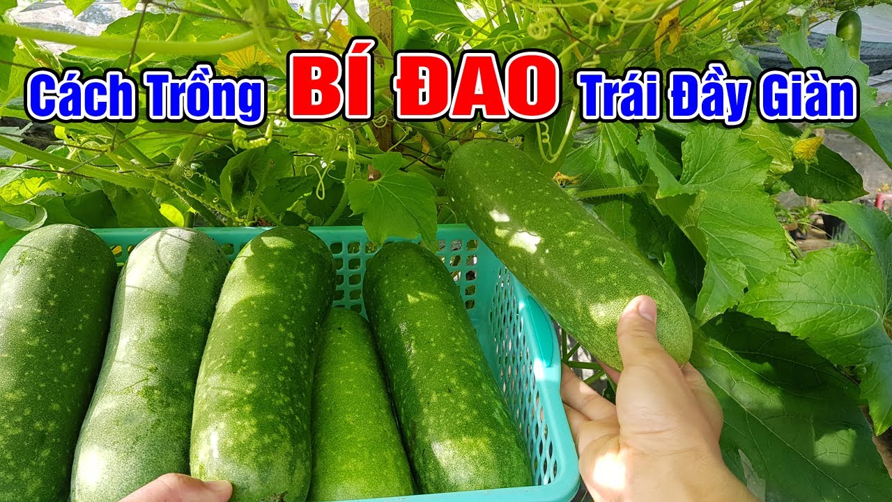 Cách trồng bí đao chanh trái đầy giàn
