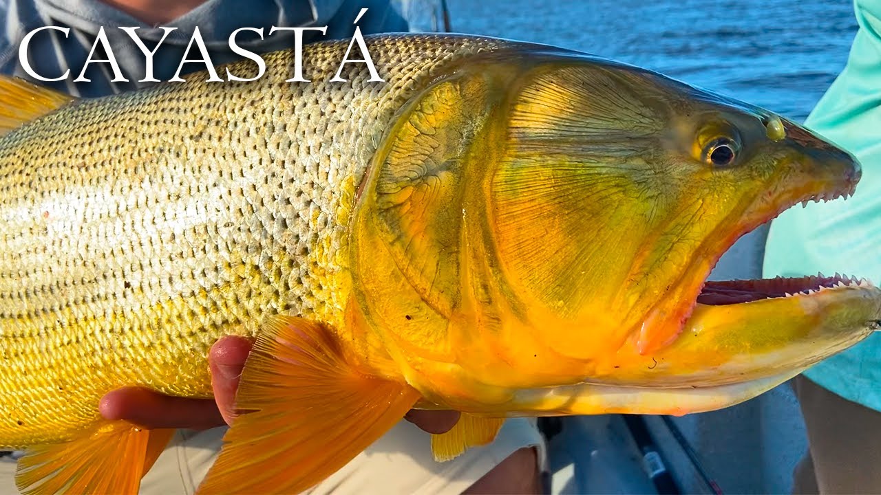 ♻️DORADOS GIGANTES HACIENDO TROLLING, PESCA Y DEVOLUCIÓN