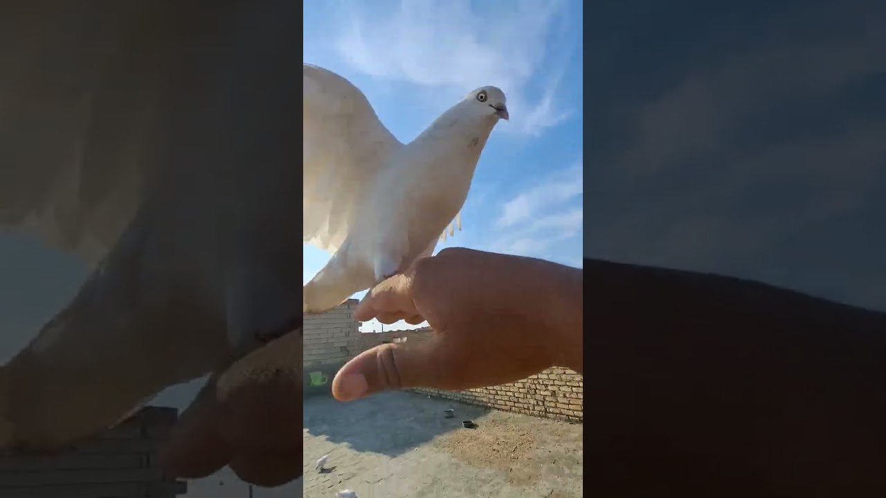 صيد اليوم ارفليه فرخه وزاجل ابيض شاد تفاعلكم شباب