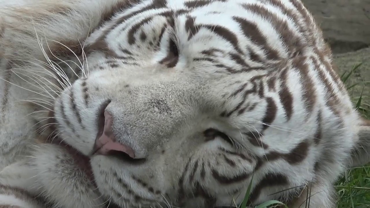 Dieren in Dierenpark Pairi Daiza