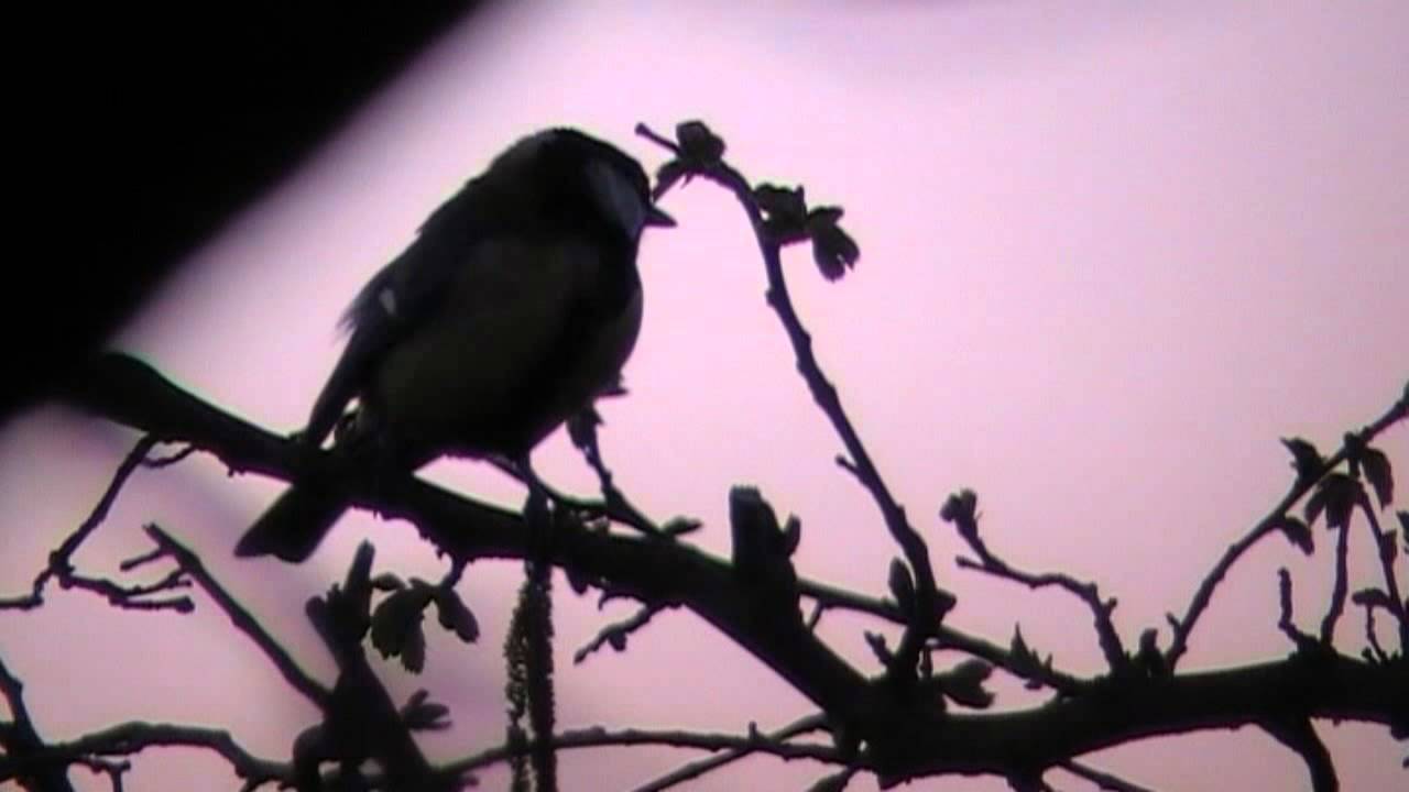 Musvittens morgensang - Morningsong of the Great Tit