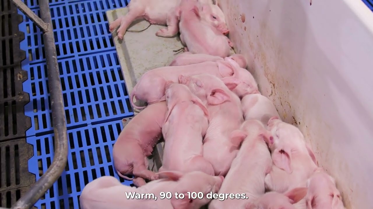 CVFF Cribs: Inside Our Sow Farm!