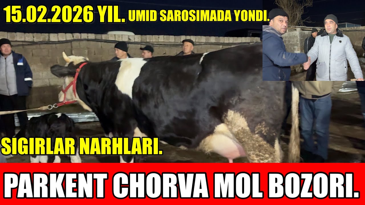 TOSHKENT VIL, PARKENT TUMANI, BOYQOZON QO’RG’ONI, CHORVA MOL BOZORI,SIGIRLAR NARHLARI.