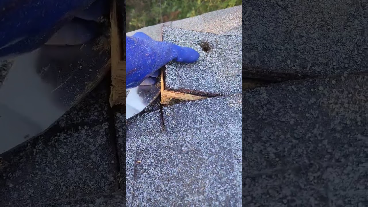 Extreme Honey Beehive Removal in roof