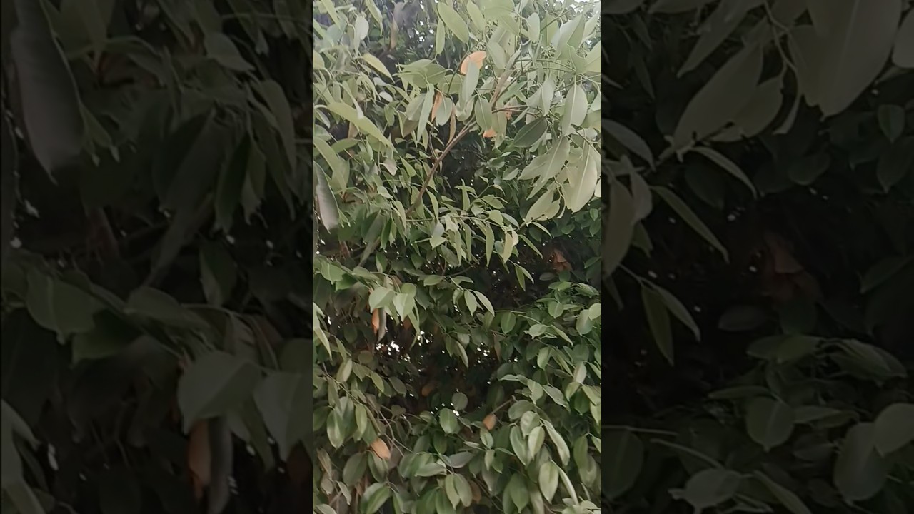 #sarojmishravlogs #viralvideo #beautiful #nazara 🌄🌄