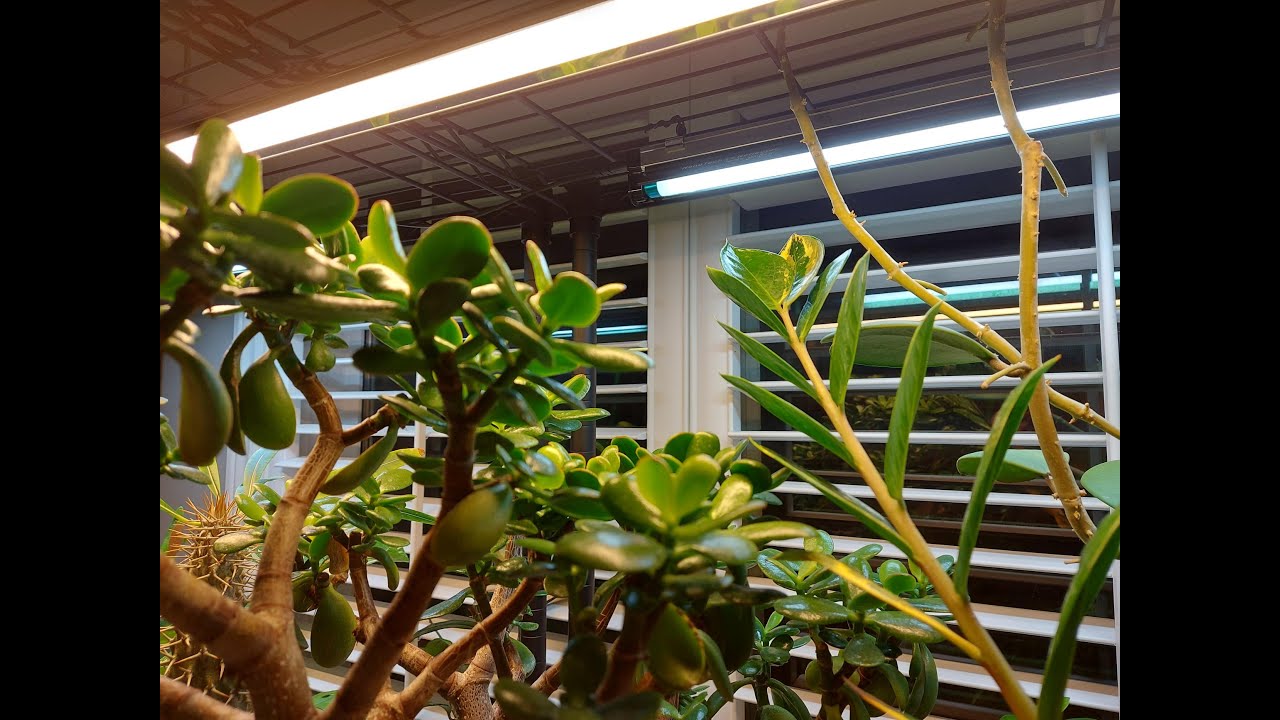 Sunblaster Growlights & Giveaway Announcement