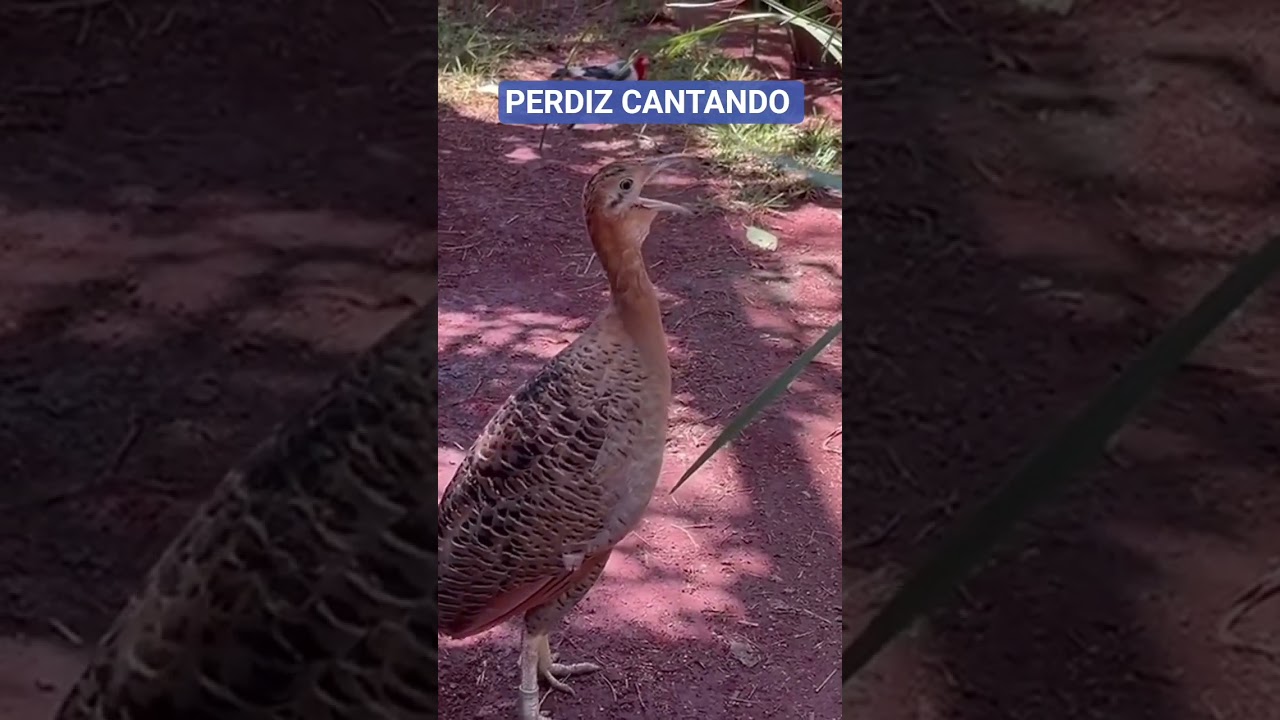 PERDIZ CANTANDO. #perdiz #cantando #ave #nordestina #youtubeshorts