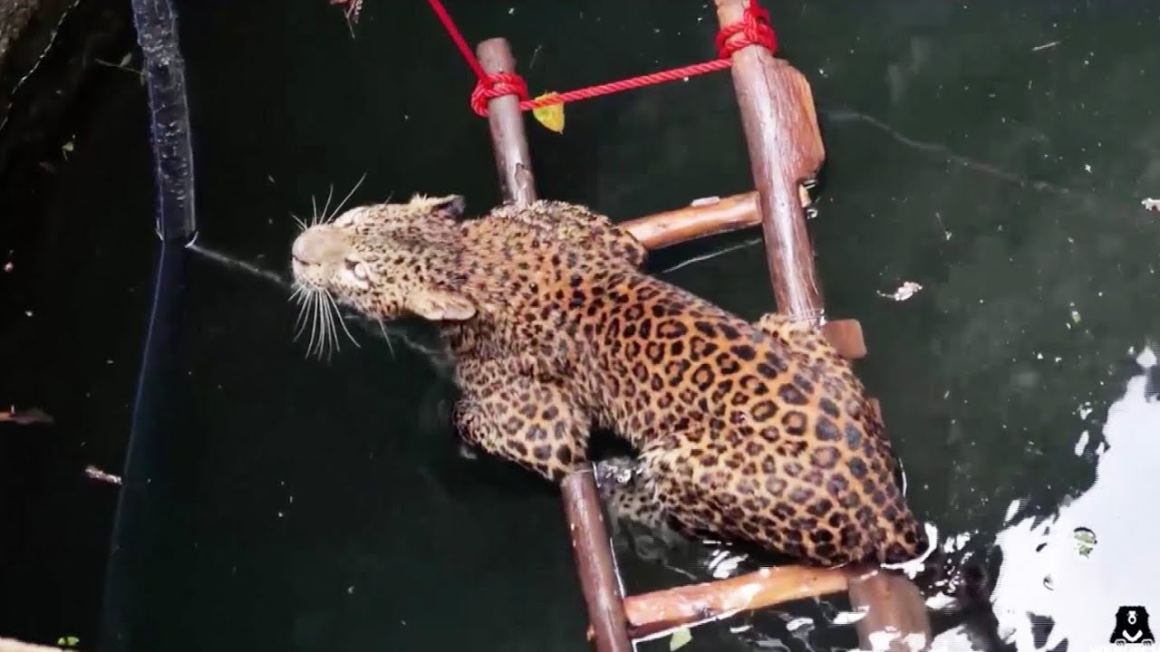 Leopard rescued from drowning in deep well in India