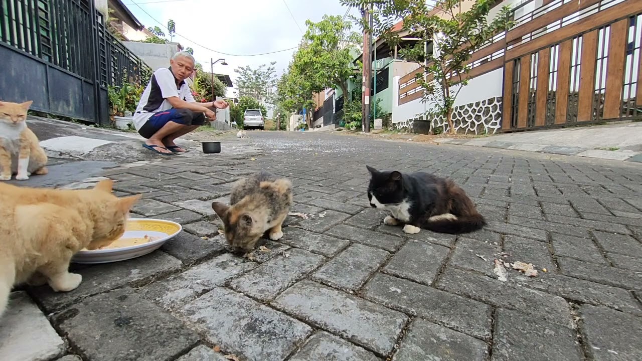 Pada suatu pagi....  || Kucing kompleks