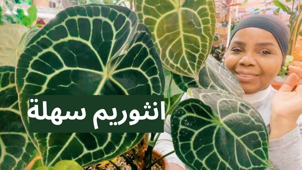 اسهل الطرق لعناية نبات الانثوريوم لزيادة نموها وسرعة تأقلمها في البيت