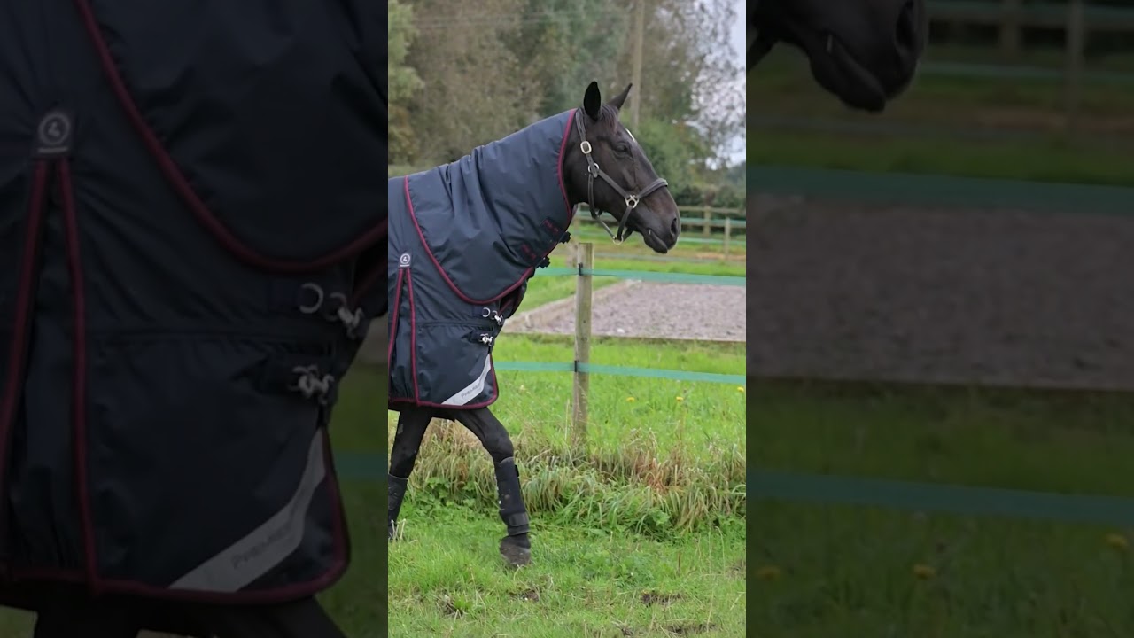 Premier Equine Turnout Boots provide your horse with the ultimate turnout protection 🍂