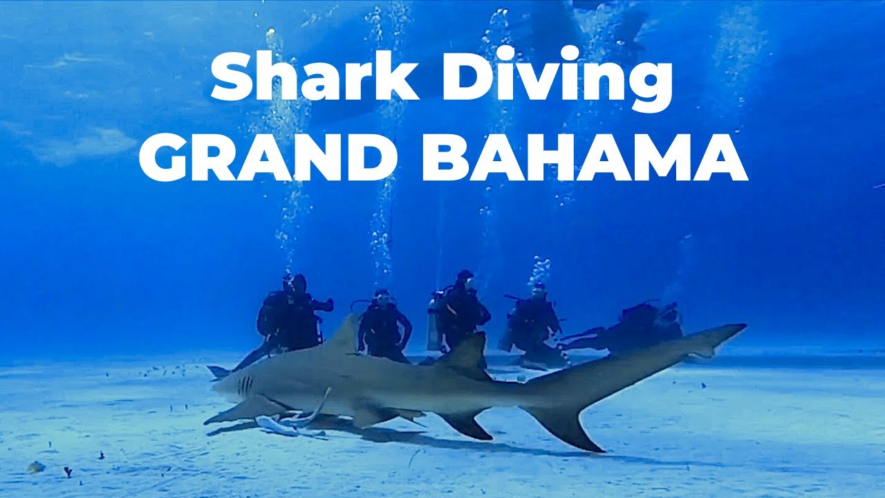 Reef Oasis Dive Club,  scuba diving in Bahamas