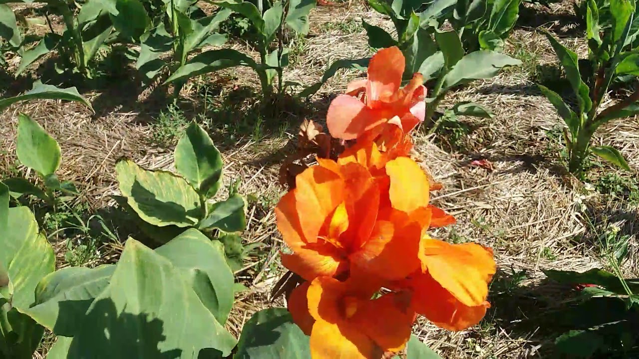 Короткий огляд сортів канни гібридної                     A brief overview of hybrid canna varieties