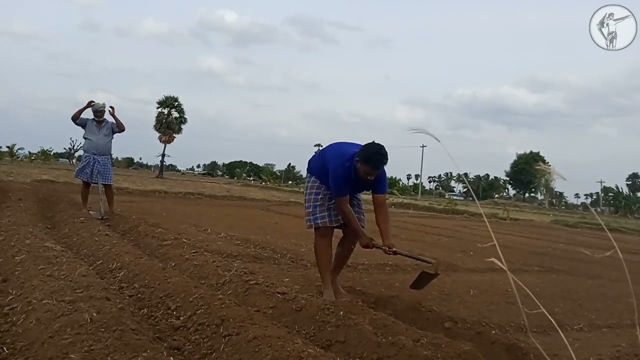 வெங்காயம் இப்படி நடவு செய்ங்க 🌾🧅 | vivasayi vlog | Onion cultivation in tamil farmer style😊