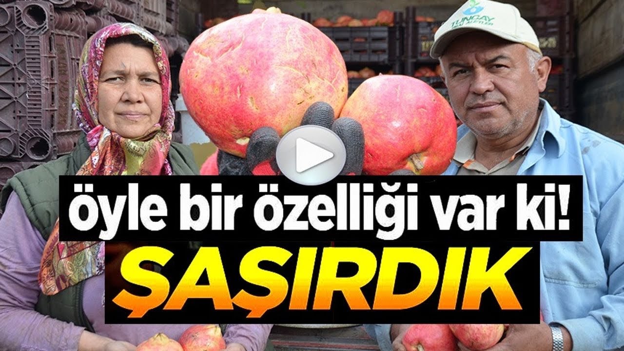 İnhisar'ın ünlü 'Deve dişi' narında bu yıl verim yüksek