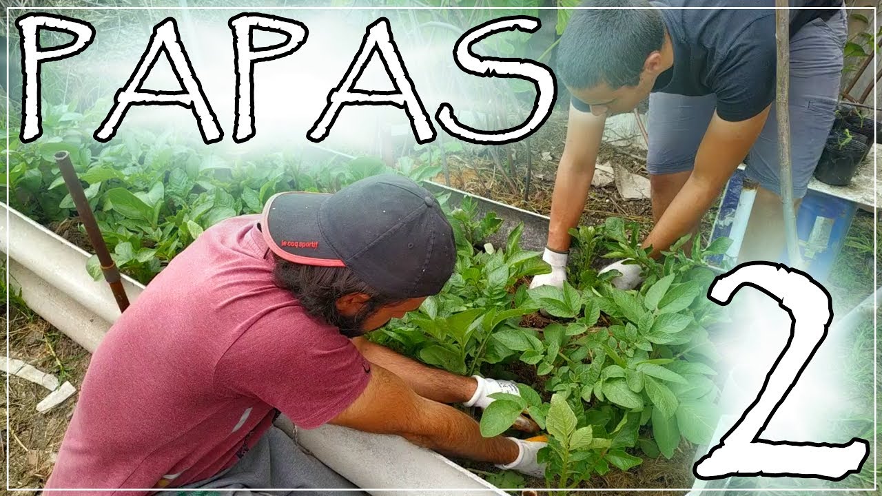 Cultivo de papas en bancal y en bolsas