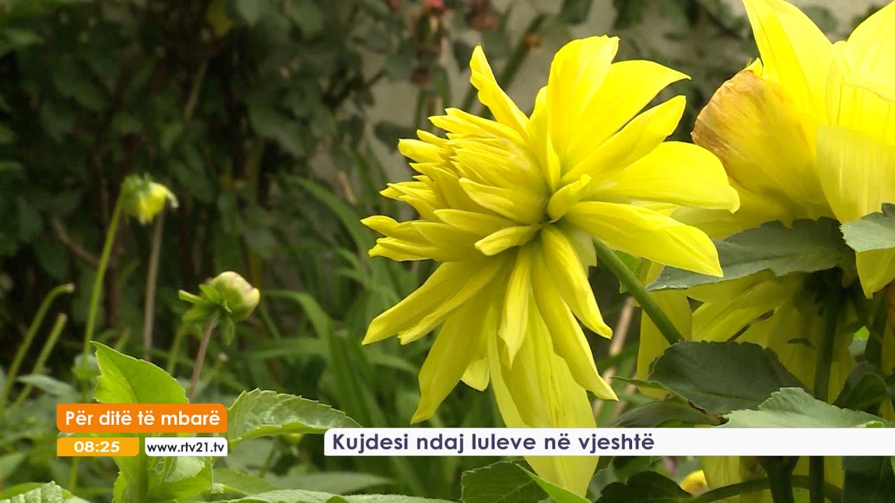 Për ditë të mbarë - Kujdesi ndaj luleve në vjeshtë 24.10.2017