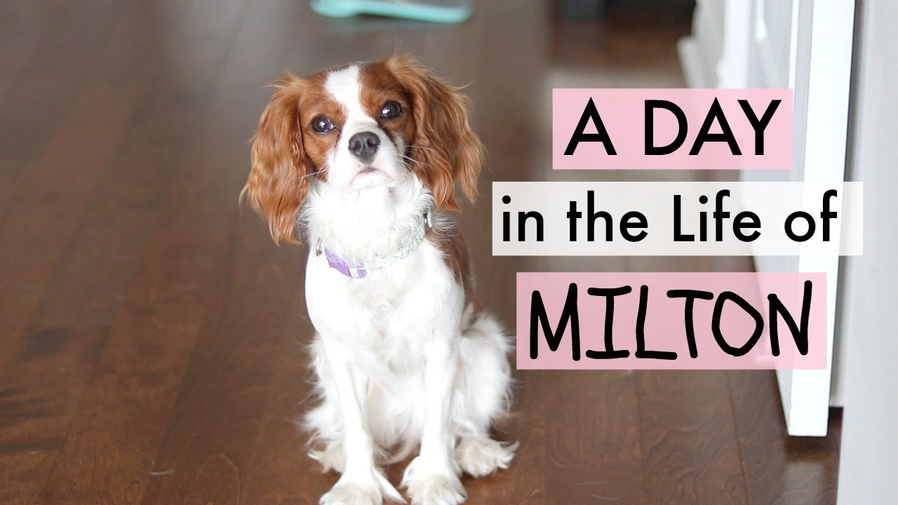 A Day in my Life  - Puppy Milton | Cavalier King Charles Spaniel | Herky the Cavalier