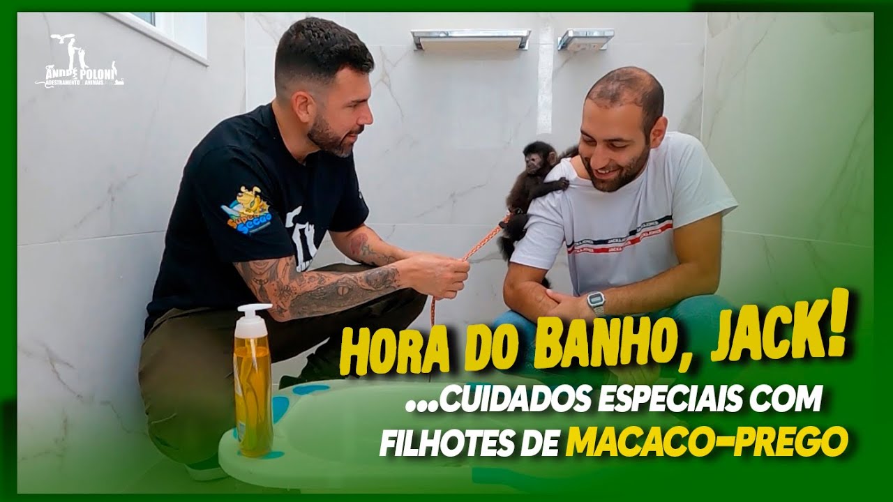 CUIDADOS ESPECIAS COM FILHOTES DE MACACO-PREGO | BANHO E FRALDA - com MACACO JACK!
