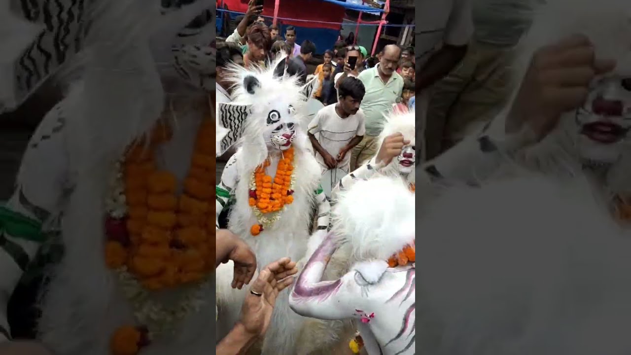 Muharram Bagh Takkar | Pachmi | Dhatkidih | Jamshedpur | 🐯🐅