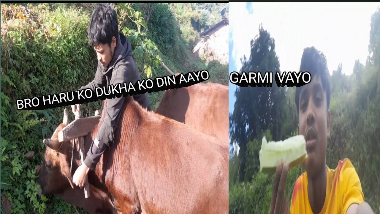so guys  din bari khet jotiyo #youtube #villagework #foryou