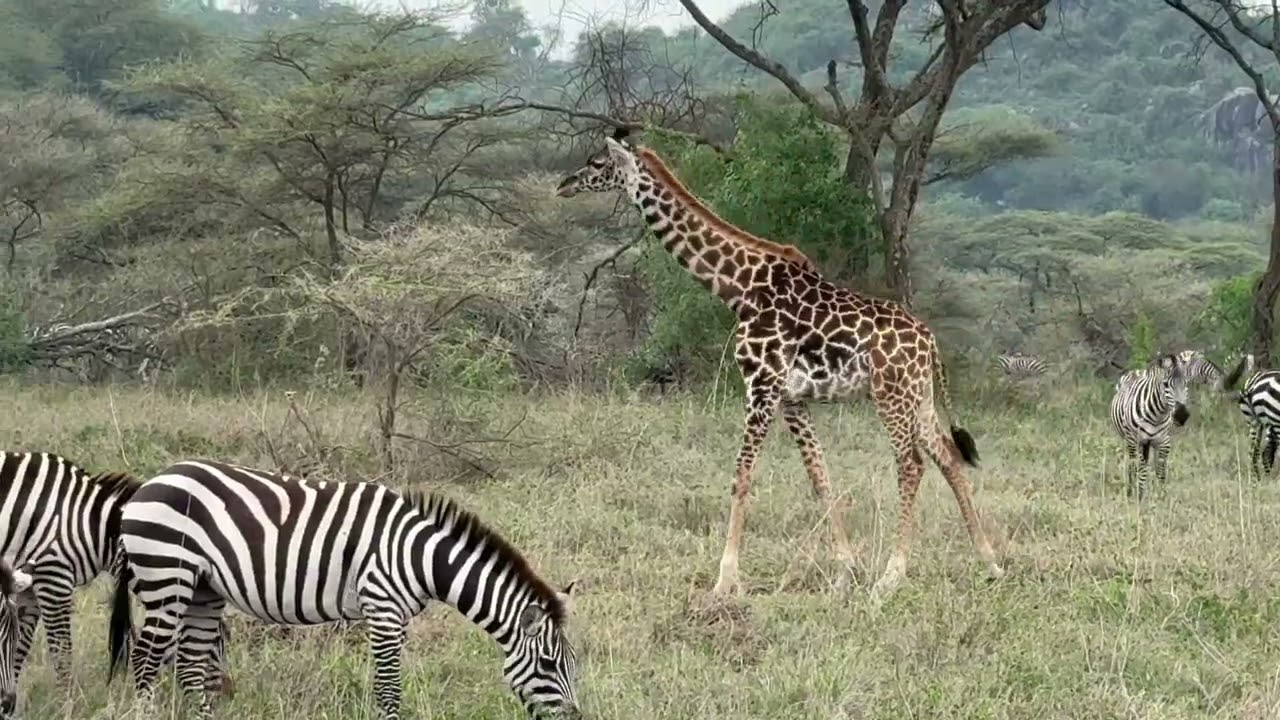 video tanzania 2025