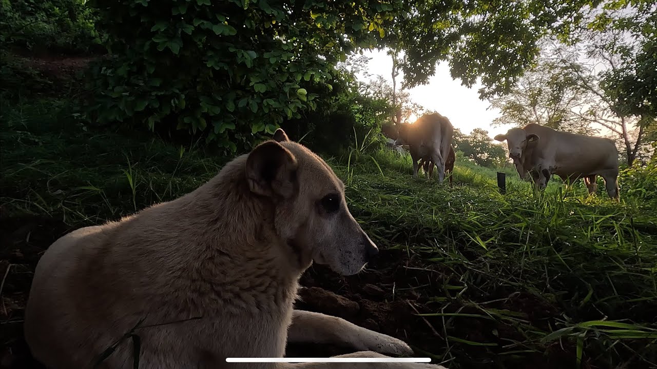 Vivir en el rancho y despertar con un pajarete !