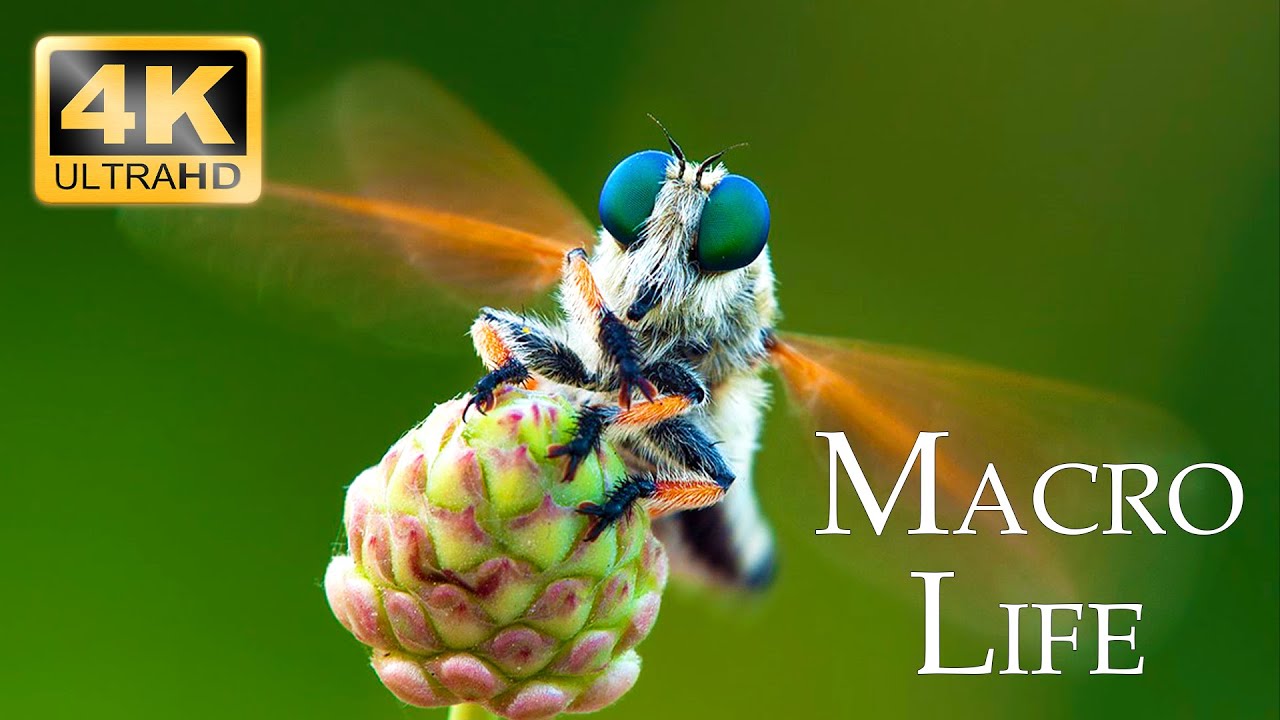 4K Macro Life - Stunning Macro Footages of Insects & Animals in 4K Ultra HD