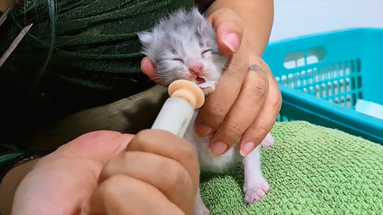 Hungry Kitten want to be stimulate to pee first before having milk