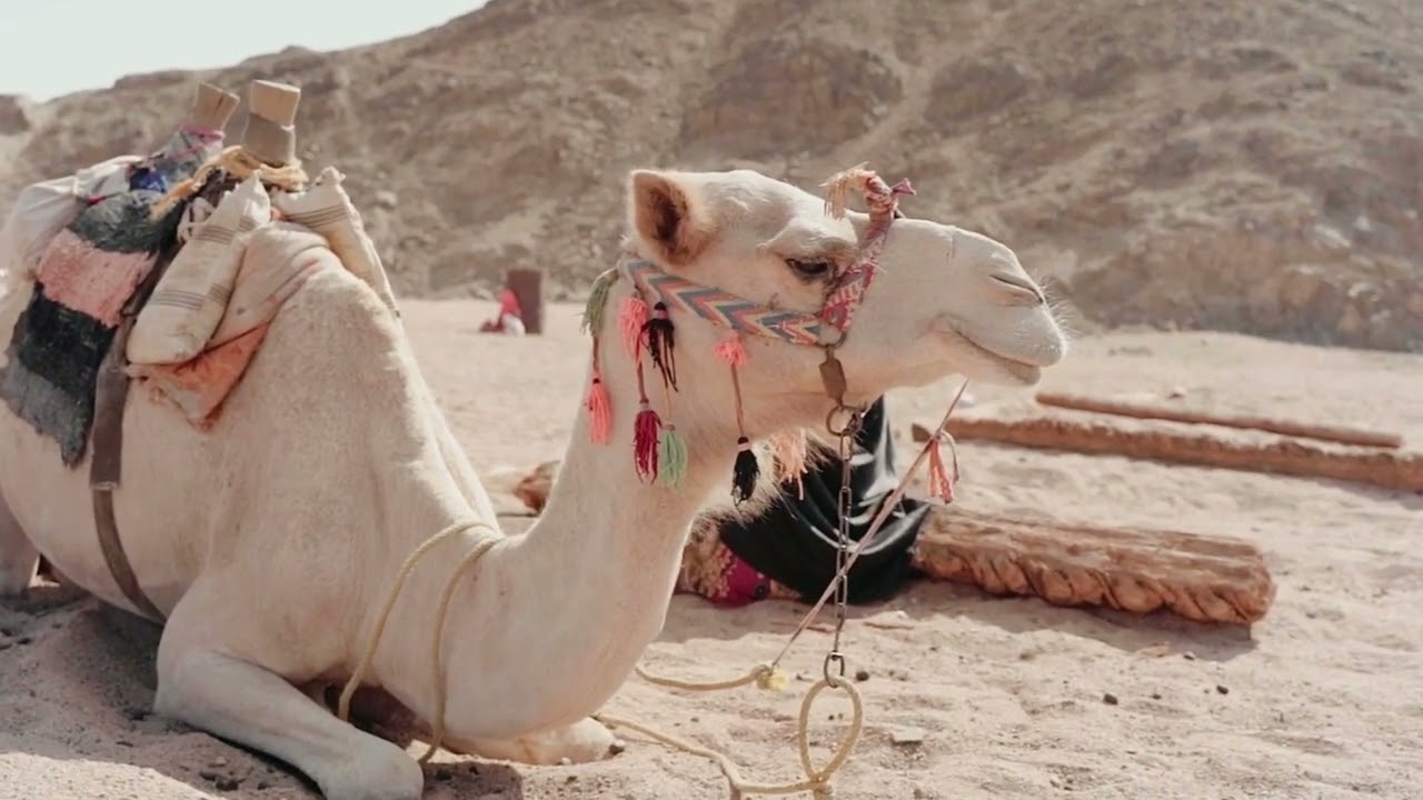 لماذا قال الله تعالى في سورة الغاشية