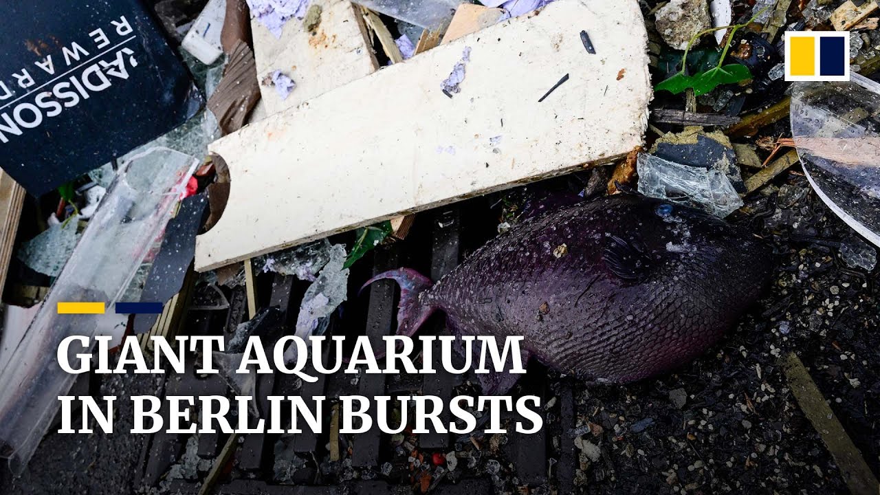 ‘Just chaos’: Aquarium in Berlin bursts, releasing huge volume of water