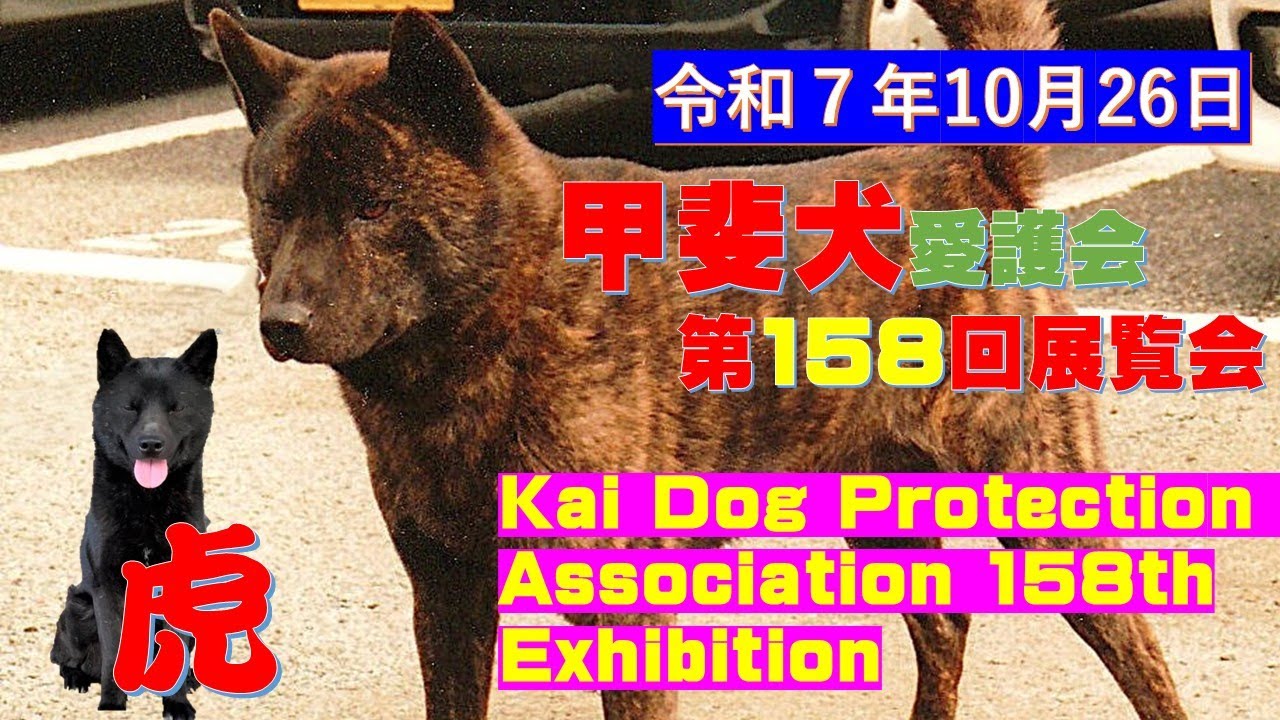 全国から甲斐犬があつまる！（Kai Dog Protection Association 158th Exhibition）【Samurai dog TV】