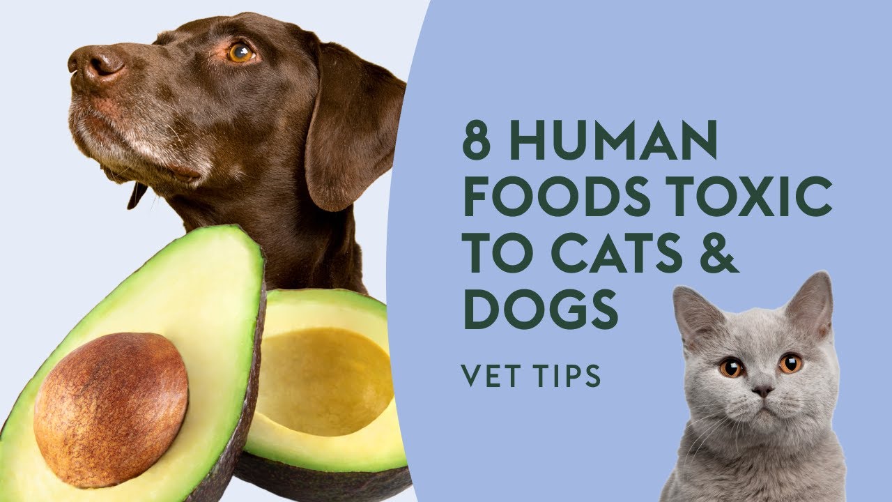 8 Human Foods Toxic to Cats & Dogs · Vet Tips