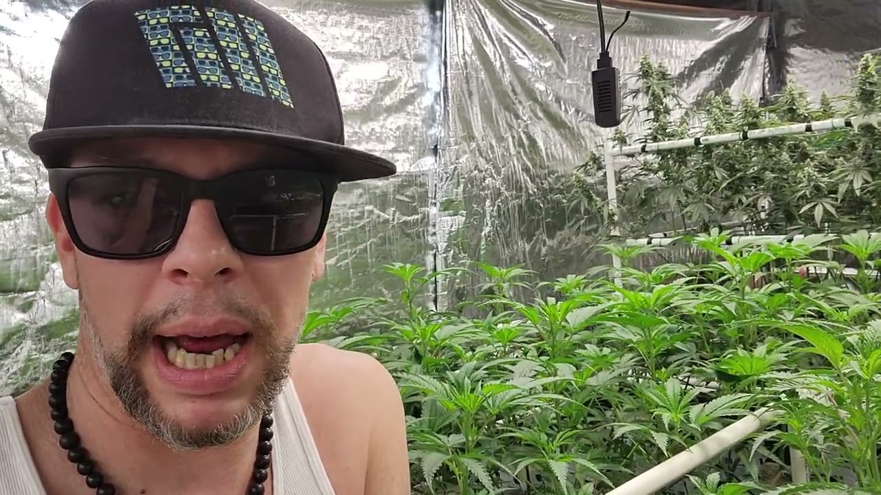 week 6 flower update in grodan Hugo blocks